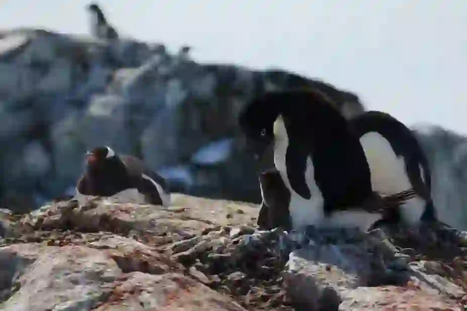 アデリーペンギン