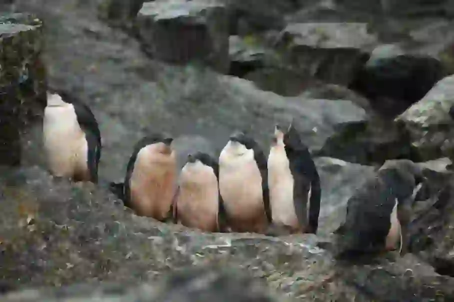 アデリーペンギン