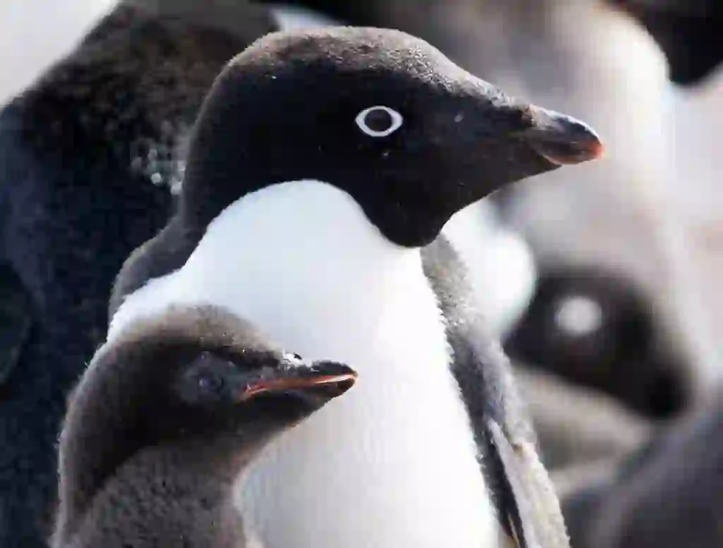 アデリーペンギン