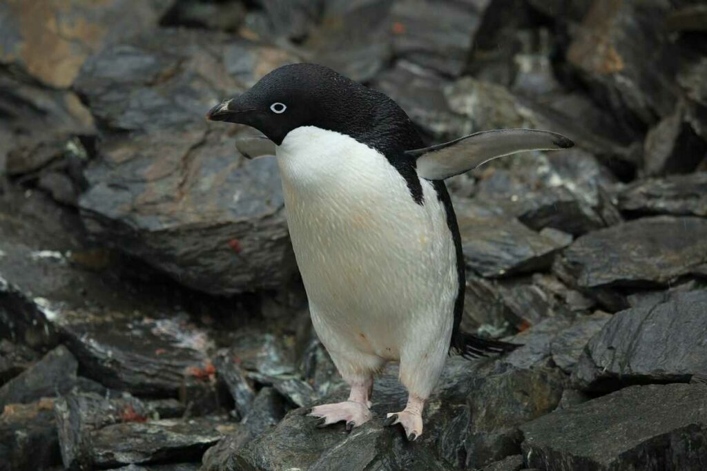 Adelie Penguin