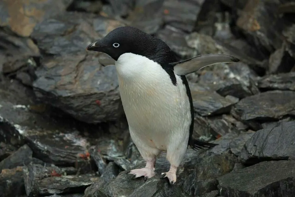 アデリーペンギン