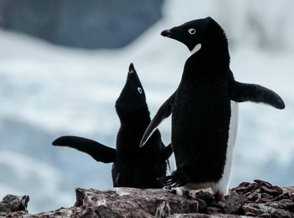 Adelie Penguin