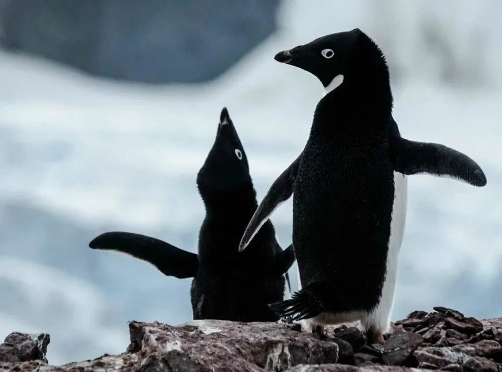 アデリーペンギン