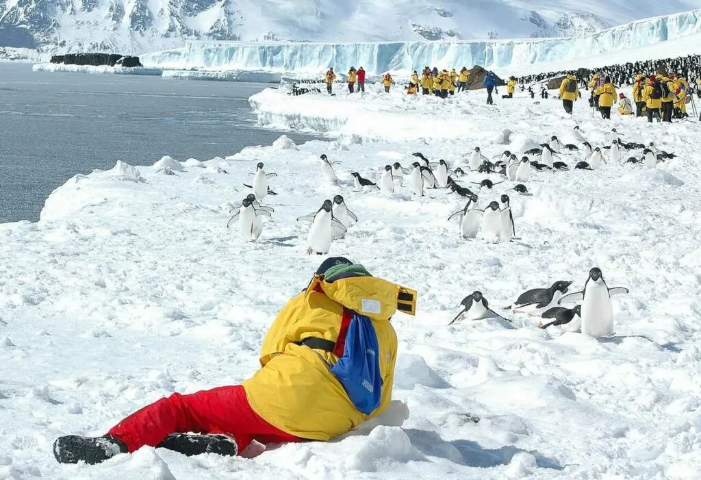 Adelie Penguin