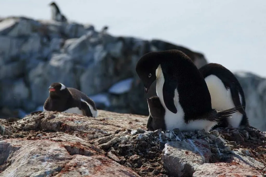 Adelie Penguin