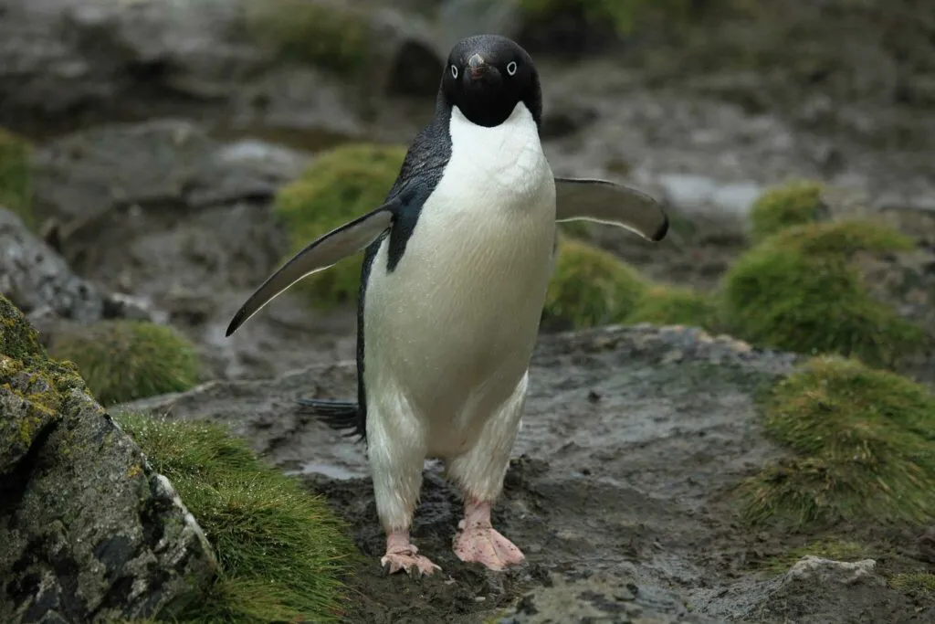 アデリーペンギン