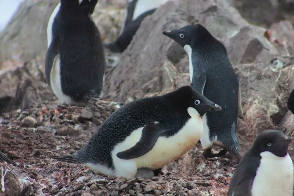 アデリーペンギン