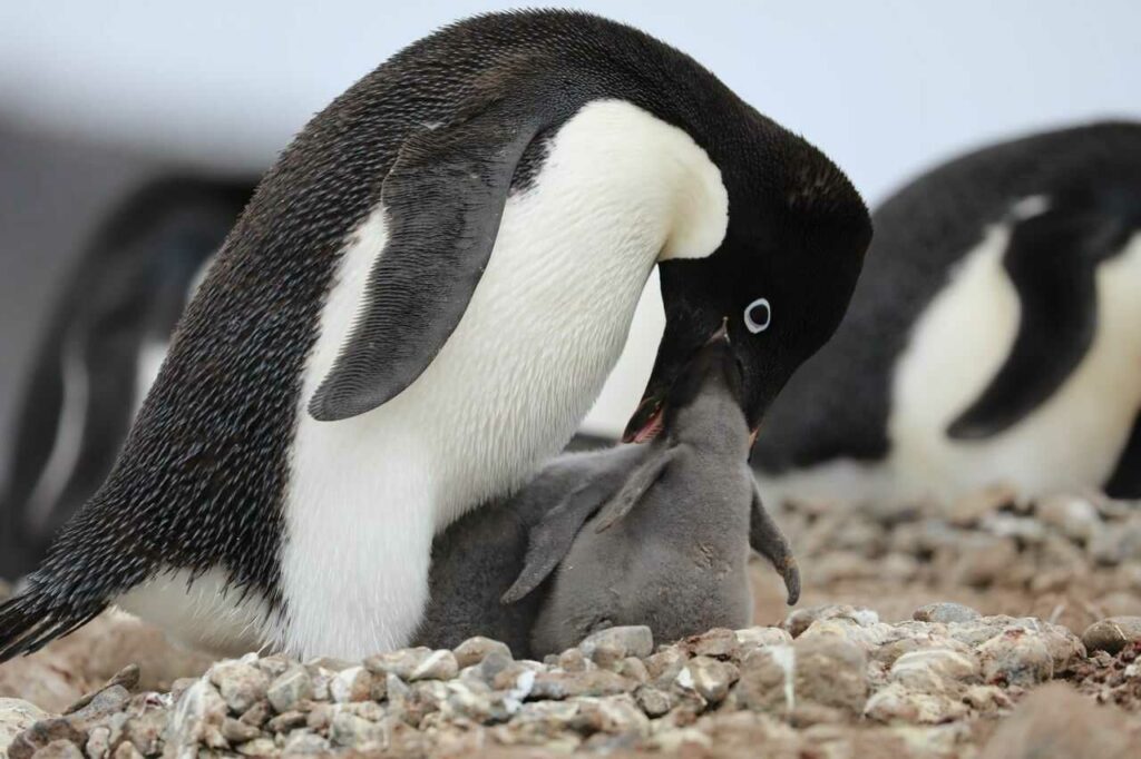 Adelie Penguin