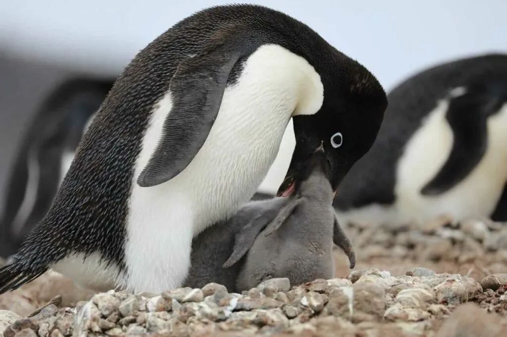 アデリーペンギン