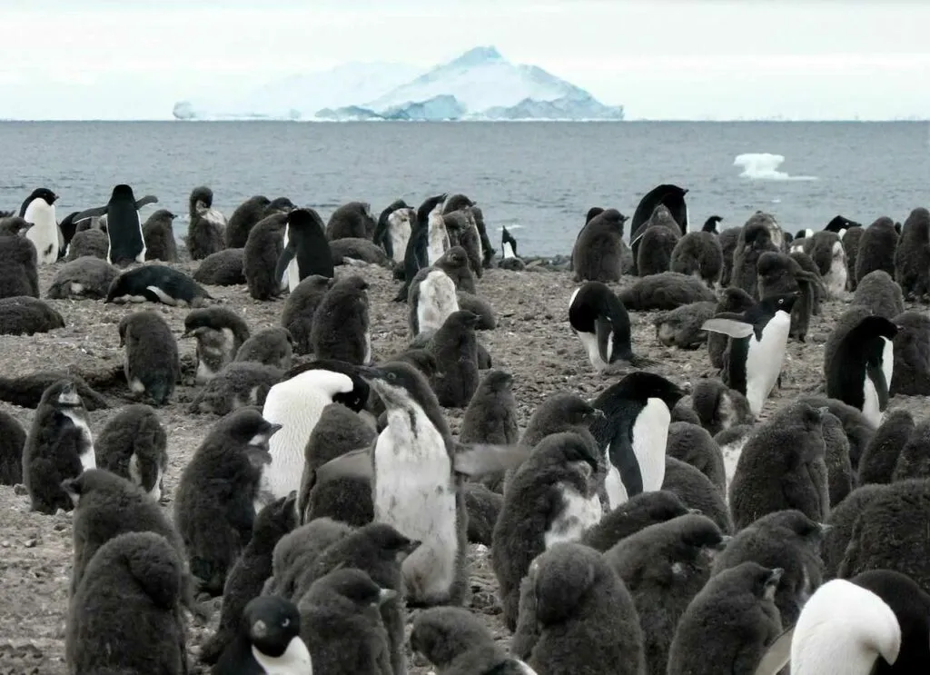 Adelie Penguin