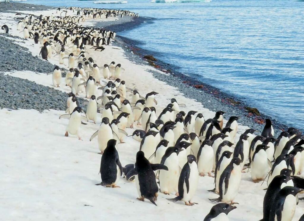 Adelie Penguin