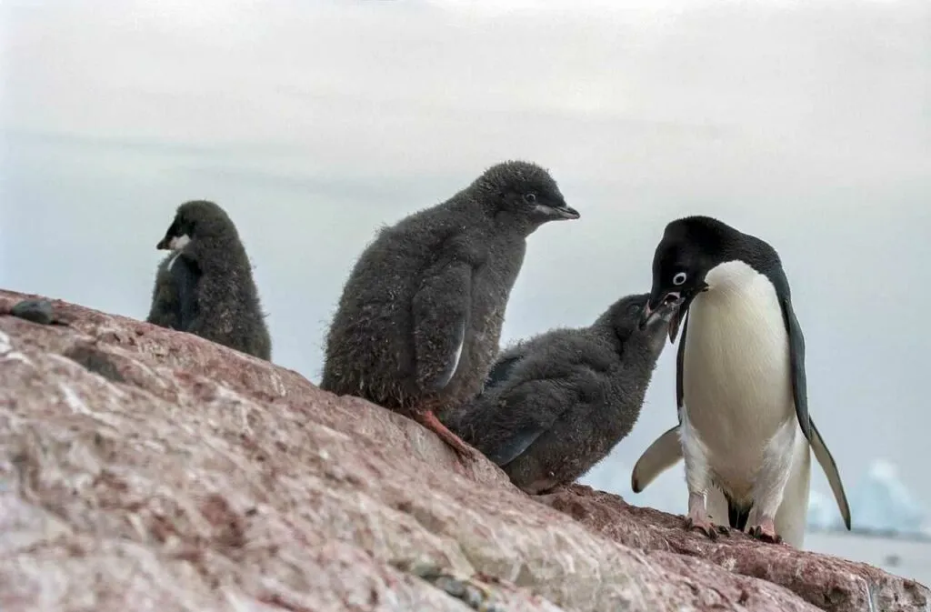 Adelie Penguin