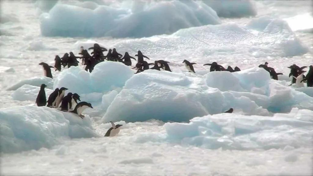 Adelie Penguin