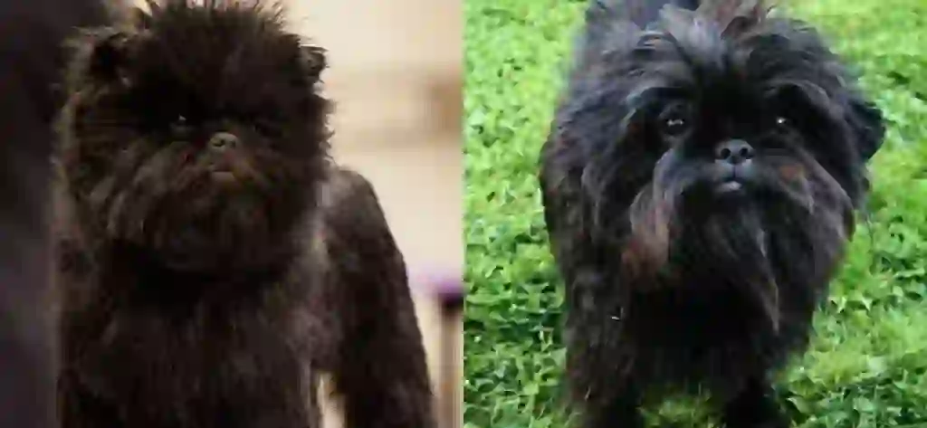 Affenpinscher