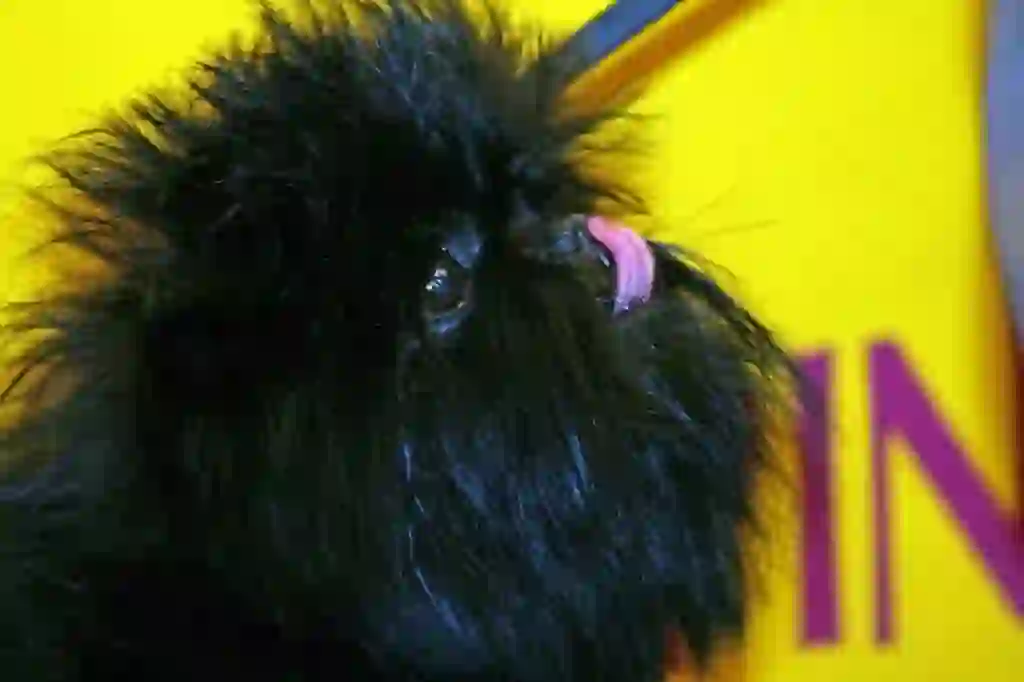 Affenpinscher