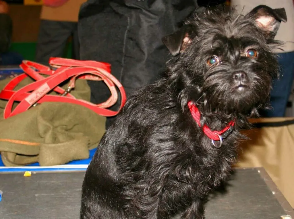 Affenpinscher