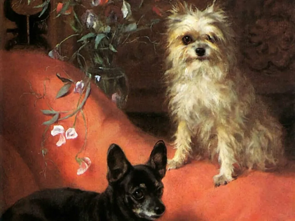 Affenpinscher