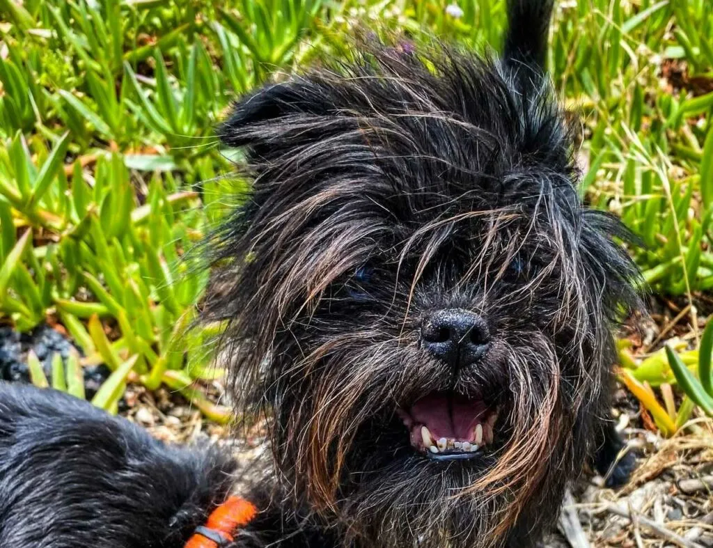 Affenpinscher