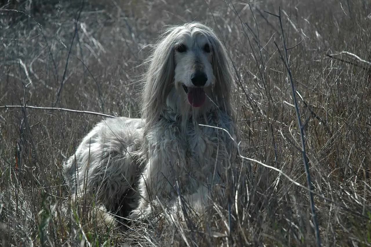 Afghan Hound