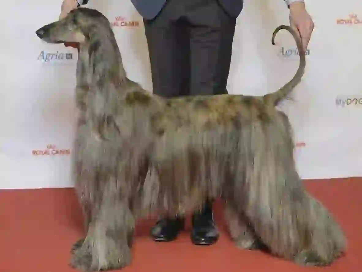 Afghan Hound