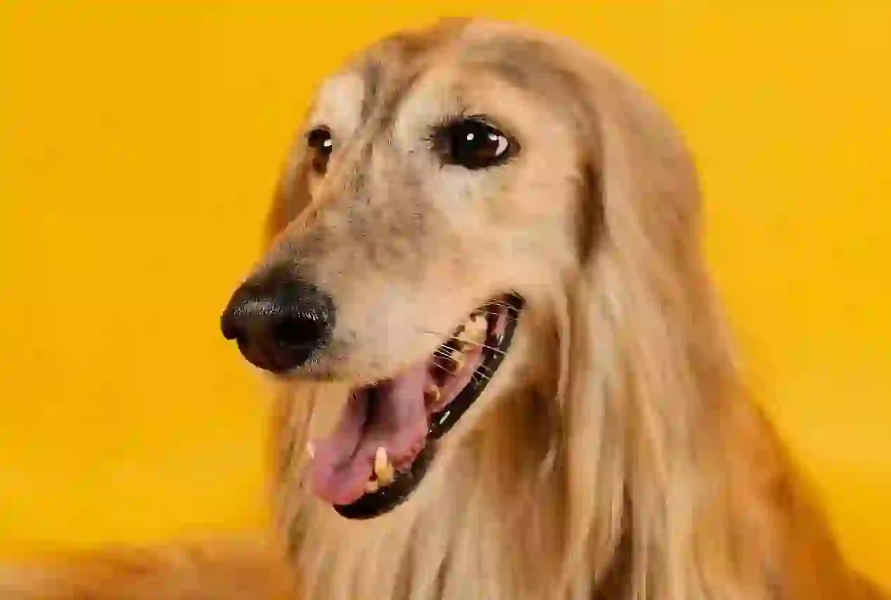 Afghan Hound