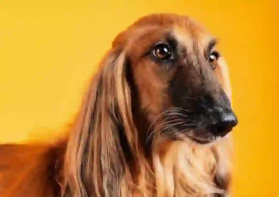 Afghan Hound