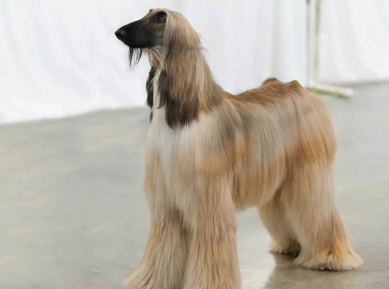 Afghan Hound