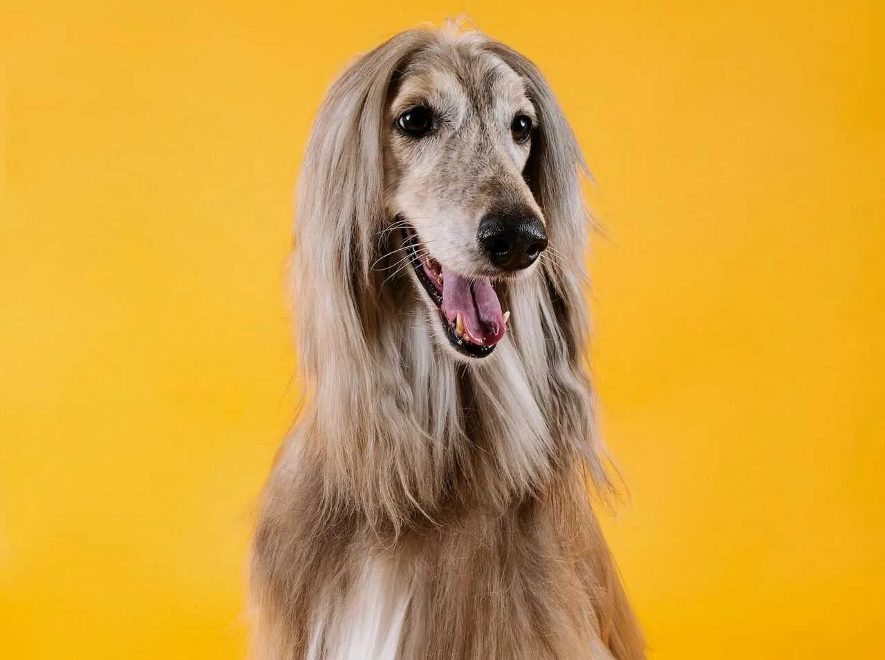 Afghan Hound