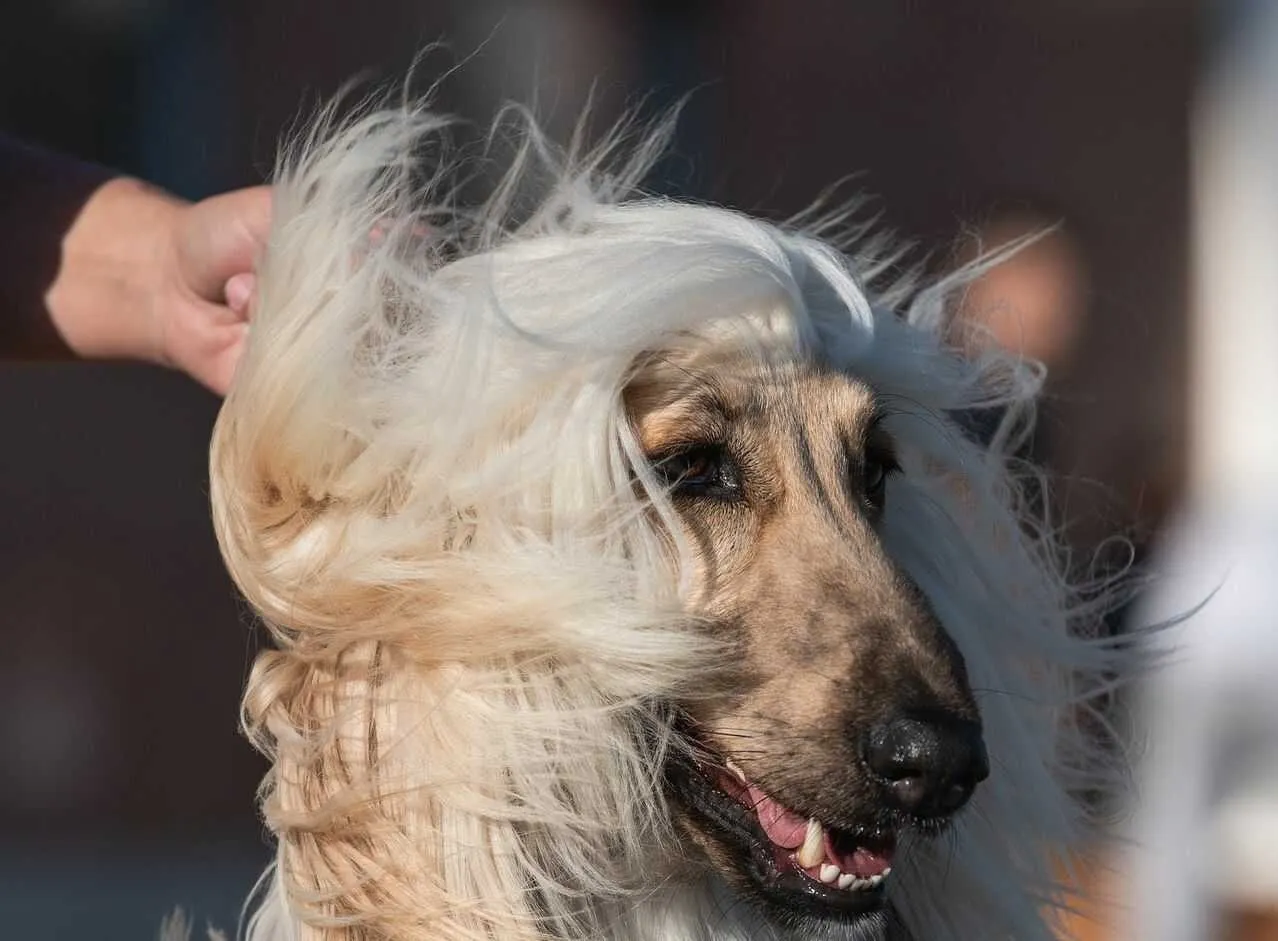 Afghan Hound