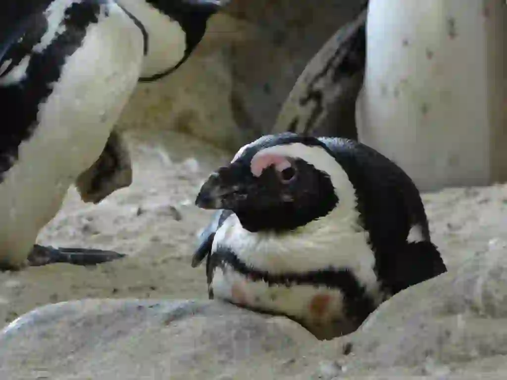 アフリカンペンギン