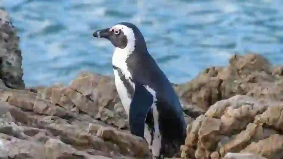 アフリカンペンギン