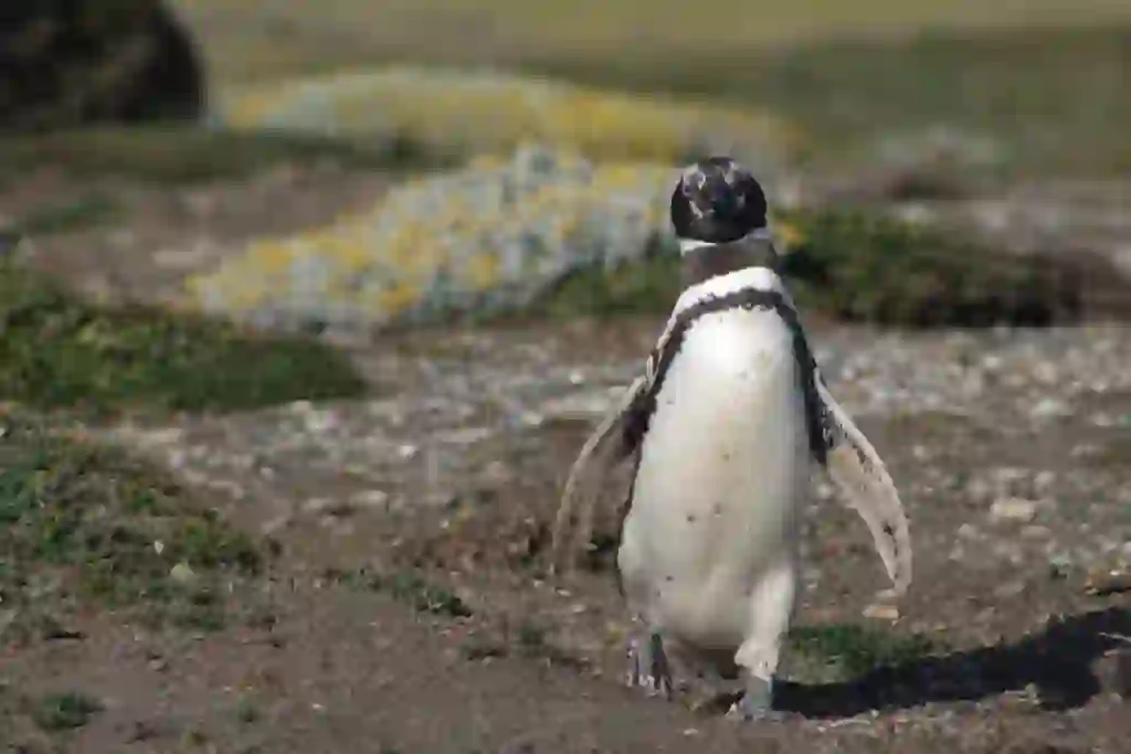 アフリカンペンギン