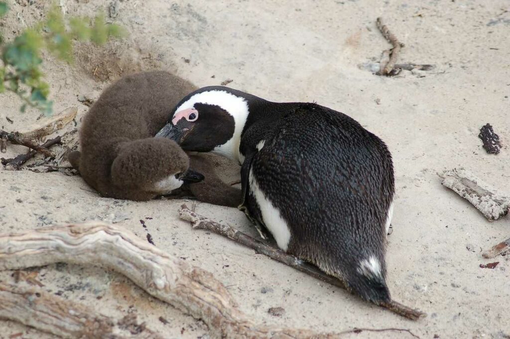 African Penguin