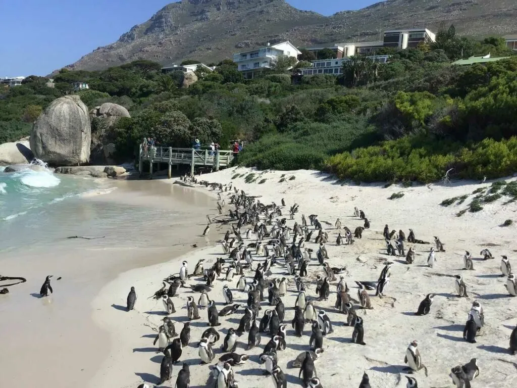 African Penguin