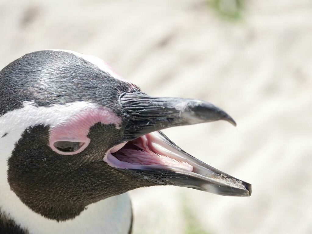 African Penguin