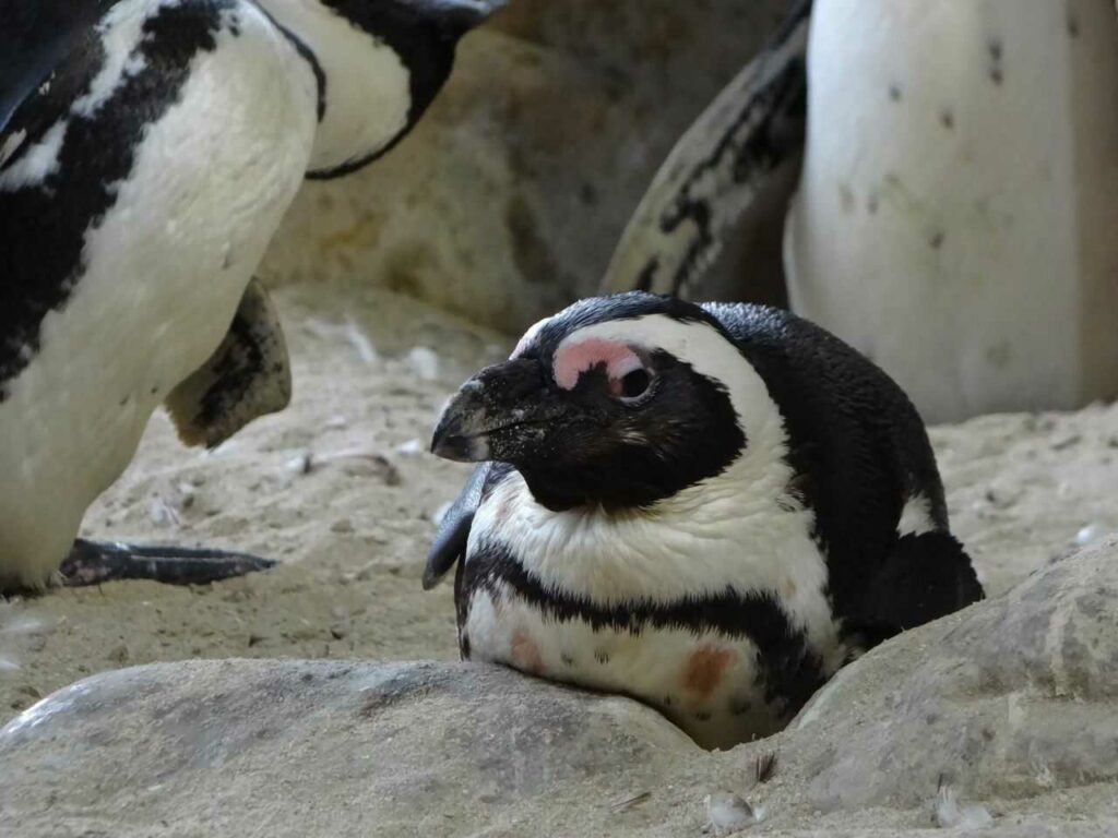 アフリカンペンギン