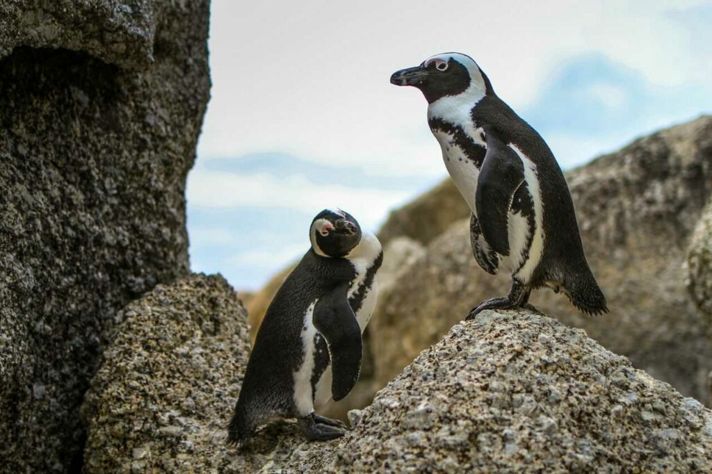 アフリカンペンギン