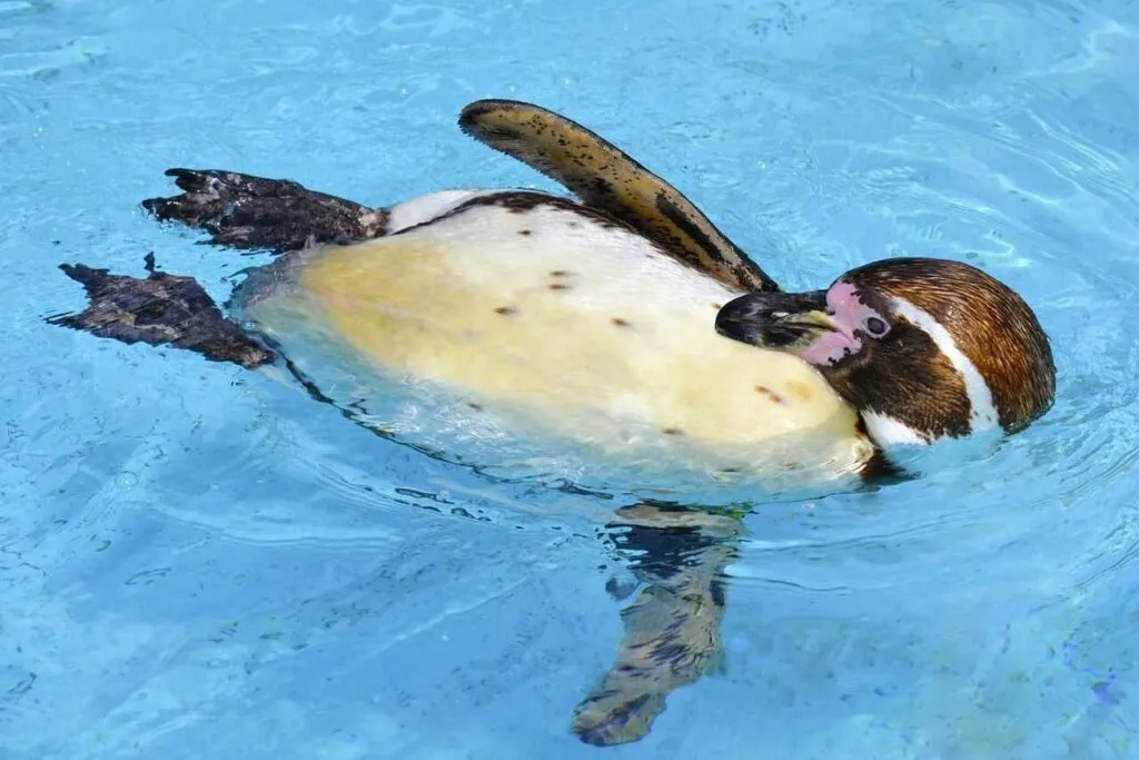 African Penguin