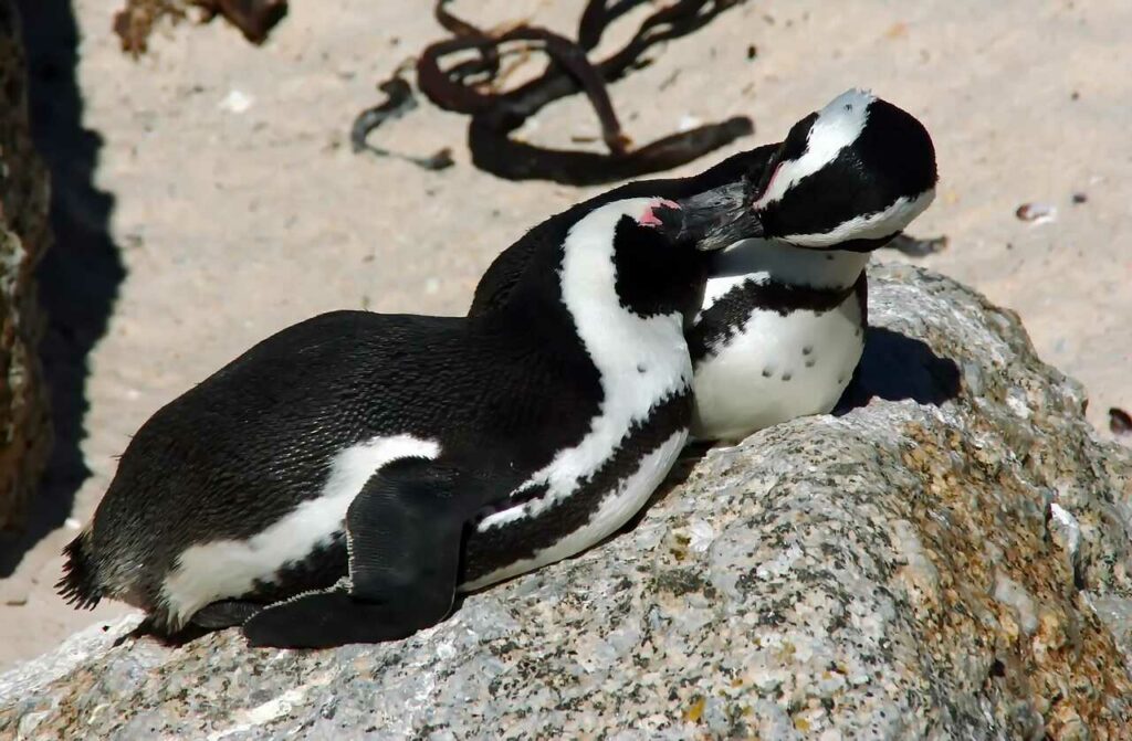 African Penguin