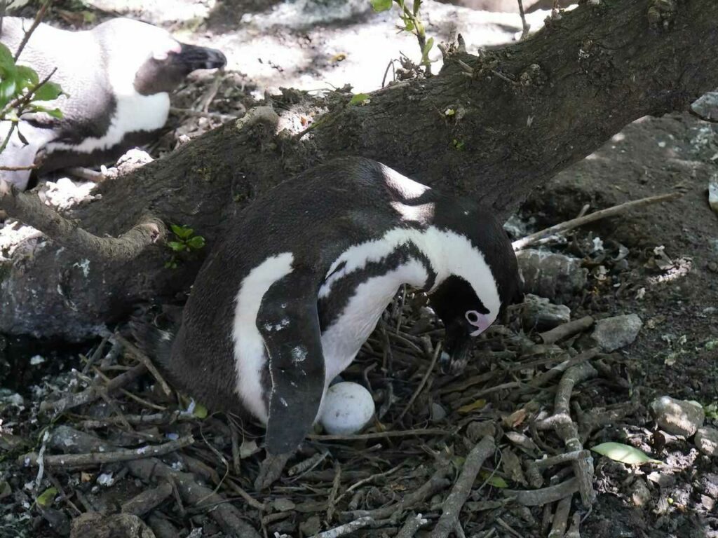 African Penguin