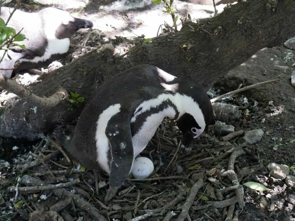 アフリカンペンギン