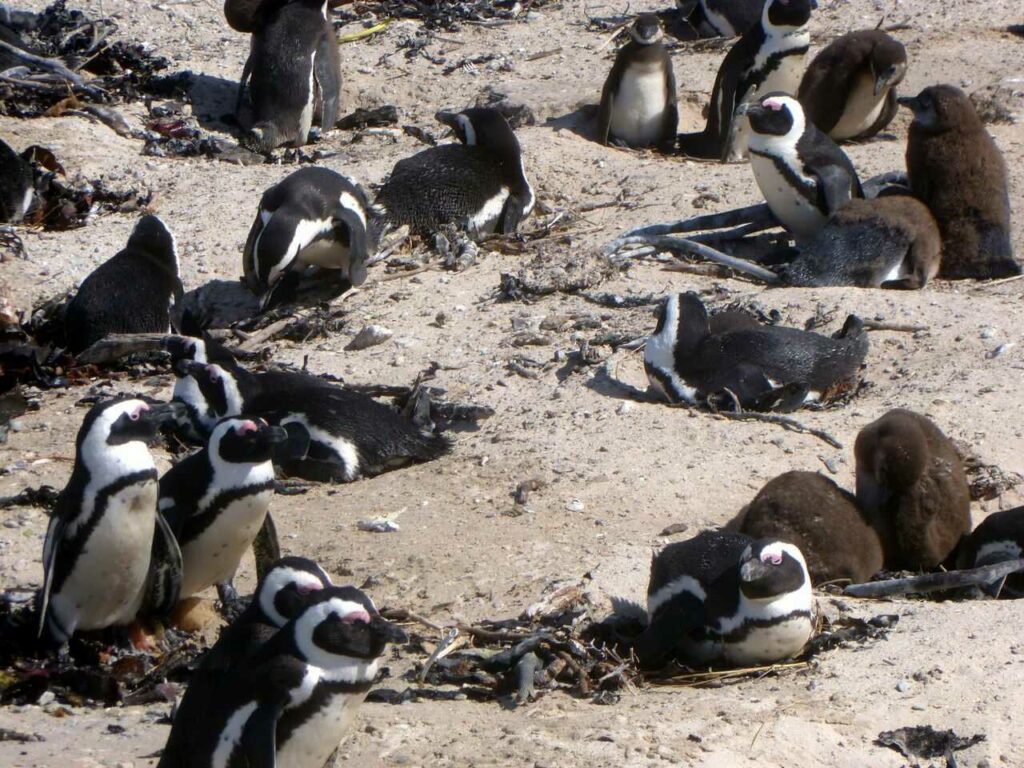 African Penguin