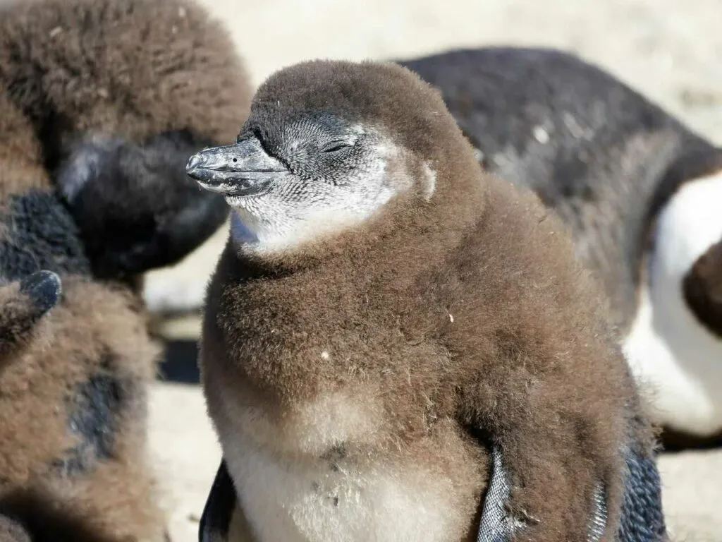 アフリカンペンギン