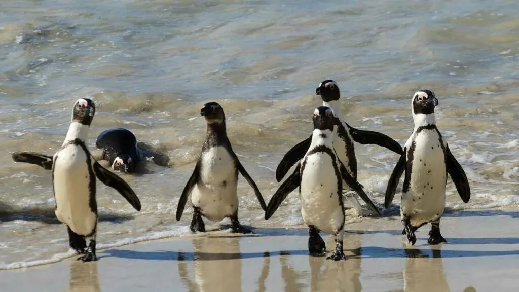 African Penguin