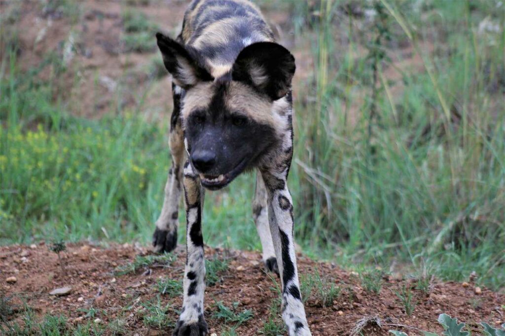 African Wild Dog