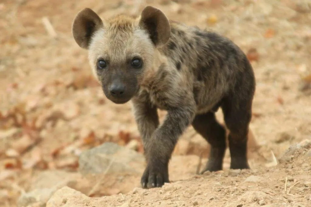 African Wild Dog