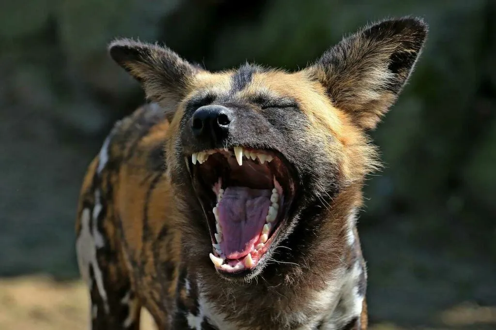 African Wild Dog