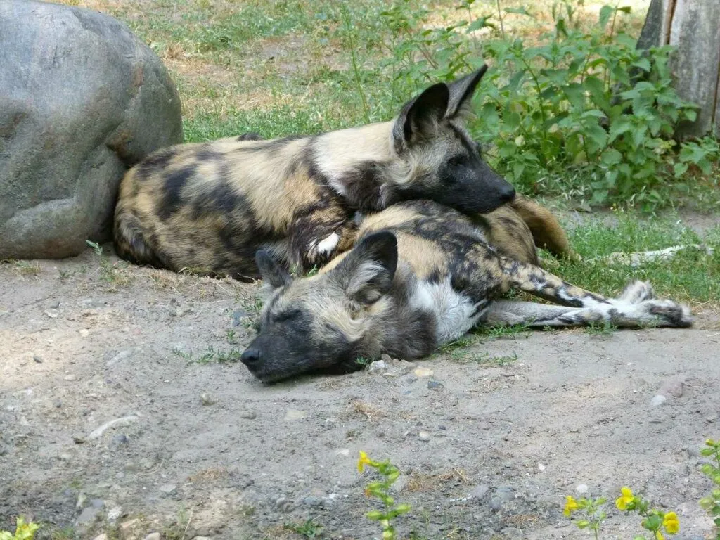 African Wild Dog