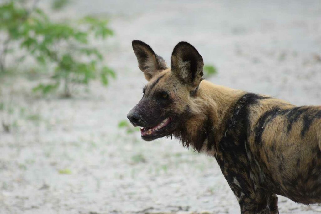 African Wild Dog