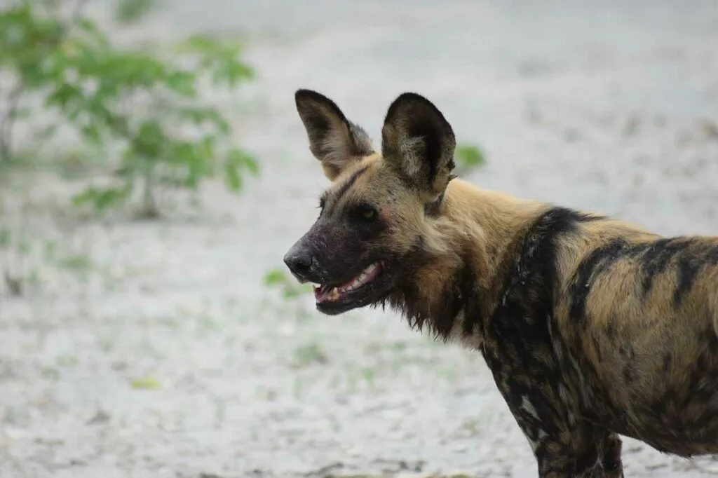 African Wild Dog